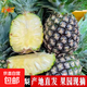 云南黑鉆鳳梨白肉鳳梨非菠蘿當季新鮮水果手撕鳳梨牛奶鳳梨 1個(gè)裝單個(gè)1.3斤起