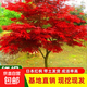 紅楓樹(shù)苗日本紅舞姬紅楓苗嫁接美國紅楓小苗中國四季紅楓紅楓葉樹(shù) 日本紅楓1.5公分粗【好成活】