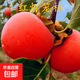 柿子樹(shù)苗爆甜嫁接火晶柿樹(shù)苗特大脆甜柿子樹(shù)苗盆栽地栽南北方種植 紅燈籠柿子 【3公分】帶土球發(fā)貨 高度90-1.1 111cm(含)-140cm(含)