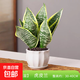 虎尾蘭金邊虎皮蘭室內客廳凈化空氣吸甲醛花卉盆栽花卉綠植植物 金邊虎皮蘭30-40cm3株+白蓮陶瓷盆