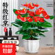 紅掌盆栽鴻運當頭綠植物室內水培土培好養花卉一帆風(fēng)順常青綠植 大盆紅掌【陶瓷盆】