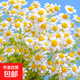 波斯菊花種子格?；ǚN籽子七彩四季開(kāi)花易活花籽庭院野花組合種子 洋甘菊約200粒