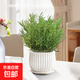 薄荷盆栽陽(yáng)臺香草葉子驅蚊蟲(chóng)植物可食用新鮮迷迭香綠植室內好養 小迷迭香+條紋陶瓷盆