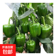 新鮮綠菜椒現(xiàn)摘山東圓椒青椒太空甜椒蔬菜燈籠椒生吃蔬菜沙拉 新鮮圓椒2斤