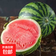 美都麒麟西瓜爆甜多汁新鮮采摘水果西瓜整箱 麒麟西瓜帶箱8-10斤