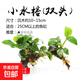 懶人草缸魚缸水草造景黃金錢迷你榕沉木小水榕真水草陰性凈化水質(zhì) 小水榕（雙頭）