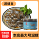 京喜加泥螺醉泥螺即食生腌寧波特產大號無沙腌制海鮮舟山特產黃泥螺 【特大】泥螺皇 500g 易拉罐