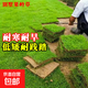 草皮真草坪種子帶泥土別墅花園綠化四季青果嶺草臺(tái)灣草草皮帶土 庭院果嶺草耐寒耐高溫0.5平方