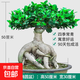 金錢榕樹盆景室內外大型綠植盆栽老樁S型小葉人參榕包成活常青 特大號精品榕樹50厘米
