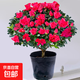 杜鵑花盆栽四季好養老樁樹(shù)苗帶花苞室內室外陽(yáng)臺花卉鮮花苗綠植物 大苗杜鵑花紅色（原盆） 帶盆栽好