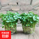 銅錢草水培植物盆栽室內(nèi)小綠植花卉水養(yǎng)金錢草籽水生四季好養(yǎng)帶葉 精品款【2盆】帶葉發(fā)貨（不含盆）