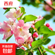 西府海棠樹(shù)苗庭院耐寒植物室外地栽四季開(kāi)花北美垂絲海棠盆栽花卉 【西府海棠】3公分粗 高1.3米左右 不含盆