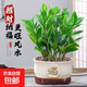 【金錢(qián)樹(shù)】盆栽客廳室內植物錢(qián)串子大型發(fā)財綠植喬遷開(kāi)業(yè)送盆花卉 6-9株 30-40cm招財進(jìn)寶米白陶瓷盆肥料