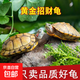 巴西龜大烏龜活物家養好養小型烏龜活體觀(guān)賞寵物龜水龜情侶龜龜苗 【繁殖一公三母】 11-12cm
