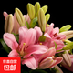 百合花種球香水百合四季開(kāi)花好養活花卉植物室內外花苗盆栽花種子 布林迪西【精選百合5種球】包活