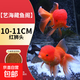金魚(yú)活魚(yú)不加溫冷水魚(yú)觀賞魚(yú)淡水魚(yú)活體草金魚(yú)苗小金魚(yú)好養(yǎng)寵物魚(yú) 10-11CM大紅獅2條