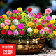 波斯菊花種子格?；ǚN籽子七彩四季開花易活花籽庭院野花組合種子 混色重瓣太陽花約500粒/包