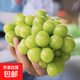 陽光玫瑰葡萄現(xiàn)摘現(xiàn)發(fā)生鮮青提提子生鮮館紅提肉多多藍(lán)寶石葡萄水 現(xiàn)摘陽光玫瑰帶箱1.3斤凈重1斤裝