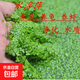 水葫蘆水草浮萍魚(yú)缸烏龜蝦花卉魚(yú)池塘凈化水生植物種苗蓮花水芙蓉 浮萍100朵（小粒的）