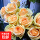 【果汁陽(yáng)臺月季】大苗玫瑰花苗盆栽大花歐月濃香陽(yáng)臺庭院帶花苞 蜜桃雪山【帶花苞】 大苗【開(kāi)花爆滿(mǎn)】
