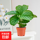 彩虹竹芋盆栽水培孔雀竹芋彩葉綠植物花卉室內(nèi)夏季天除甲醛好養(yǎng)活 110#青蘋果竹芋（原土盆）