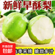 2025現(xiàn)摘早酥梨青皮梨子水果現(xiàn)貨新鮮時令水果猴哥 帶箱9斤 單果105g+