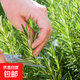 可食用迷迭香種子栽驅蚊植物香草薄荷苗水培花卉綠植物室內煎牛排 迷迭香3包+肥料