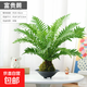 鐵線(xiàn)蕨苔蘚蕨類(lèi)植物大全盆栽室內耐陰中式禪意盆景桌面綠植種植好 富貴蕨+種植好+花盆