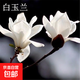庭院植物紫玉蘭花樹(shù)苗南方北方種植苗木紅玉蘭白玉蘭紫耐寒綠化苗 白玉蘭2公分1顆 70cm(含)-79cm(含)
