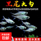 【群游草缸黑尾大勾】大號熱帶魚(yú)草缸溪流缸耐活淡水熱帶魚(yú)小型魚(yú) 4-5CM大勾50條魚(yú)友體驗裝