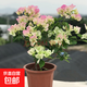 三角梅盆栽花苗綠植物重瓣庭院陽臺(tái)爬藤攀援植物花卉樹苗盆景 綠櫻5年苗【當(dāng)年開花】