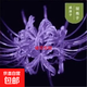 彼岸花種球大球曼珠沙華石蒜花室內室外植物曼陀羅花種子盆栽花卉 紫魅【彼岸花種球10個(gè)裝】