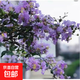 紫薇樹苗地栽紅火箭紫薇花樹苗庭院花卉綠化工程樹苗盆栽耐寒植物 紫羅蘭3公分粗 【高1.3-1.4米】
