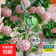 球蘭花苗室內(nèi)爬藤吊蘭盆栽花卉綠葉花心球蘭大苗攀援植物萬(wàn)里飄香 混色整盆（6-8棵）