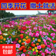 耐寒花種多年生野花組合種子四季開(kāi)花花籽庭院易種活室外花卉 經(jīng)典野花組合 500克（更實(shí)惠）