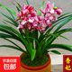 蘭花苗盆栽墨蘭建蘭惠蘭四季開(kāi)花好養濃香型客廳室內觀(guān)賞花卉綠植 5【香妃】 3苗連體【送肥】明年開(kāi)花