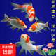 紅白三色錦鯉好養(yǎng)耐活自來水可養(yǎng)招財(cái)觀賞魚純種大型錦鯉活魚金魚 紅白10--12公分1條