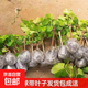 陽(yáng)光玫瑰葡萄樹(shù)苗盆栽包成活果樹(shù)苗南北方種植葡萄苖當年結果 陽(yáng)光玫瑰苗【原盆原土】2顆裝