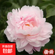 洛陽(yáng)牡丹種籽牡丹花種子混色春播四季盆栽陽(yáng)臺藥用觀(guān)賞牡丹花 粉面 牡丹20粒