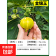 無(wú)花果樹果苗帶果矮化盆栽特大果波姬紅金傲芬斯特拉無(wú)花果苗樹苗 金鑲玉6年苗當(dāng)年結(jié)果（帶土帶葉發(fā)貨） 81cm(含)-110cm(含)