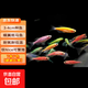 招財觀賞魚蝶翼長尾斑馬魚活體小魚耐活熱帶魚好養(yǎng)冷水魚淡水活魚 蝶翼斑馬魚3-4cm7條(7色)
