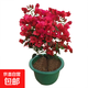 三角梅盆栽花苗綠植物重瓣庭院陽(yáng)臺爬藤攀援植物花卉樹(shù)苗盆景 鴻運6年苗【掌柜推薦】