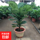 琴葉榕盆栽室內(nèi)客廳大型綠植北歐大葉植物棒棒糖老樁四季好養(yǎng)花卉 大葉琴葉榕1-1.2米高+原土盆1棵
