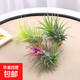 空氣鳳梨無土植物靈黃綠精靈組合裝創(chuàng)意盆栽凈化空氣辦公室內(nèi)綠植 紅精靈+黃精靈+綠精靈7-8cm