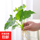 春羽盆栽植物水培如意皇后觀葉綠植鴨腳木金鉆盆栽竹柏小紅掌 小春羽1株