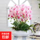 蝴蝶蘭蘭花花花苗花劍盆栽客廳室內植物陽(yáng)臺大苗花卉四季開(kāi)花綠植 粉玉【當年開(kāi)花】1顆+肥料
