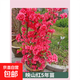 雙季映山紅樹(shù)苗毛杜鵑花苗南方北方種植耐寒耐凍映山紅苗庭院盆栽 【映山紅】5年壯苗當年開(kāi)花（基地現挖帶土發(fā)貨） 不含盆