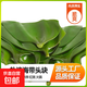 新鮮鹽漬海帶頭批發(fā)商用特厚非干貨火鍋串串食材榮成特產(chǎn)海帶根 新鮮鹽漬海帶頭嘗鮮裝250g