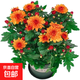 新品重瓣荷蘭菊四季開(kāi)花菊花苗月月菊室內外花多年生耐寒耐熱植物 橙色荷蘭菊1盆+原盆原土【一盆3-4顆】
