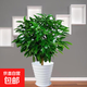 平安樹(shù)客廳盆栽大型綠植幸福樹(shù)新房吸甲醛植物室內(nèi)四季好養(yǎng) 精品平安樹(shù)70-80厘米+白色螺紋盆